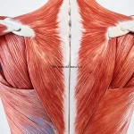 عضلة الوثاب